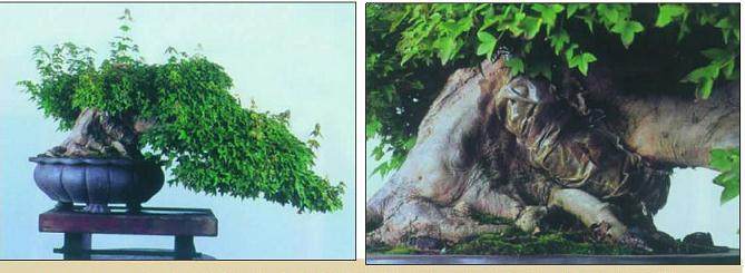 怎么才能制作出怎样一件松柏盆景呢?