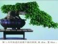 怎么才能制作出怎样一件松柏盆景呢？