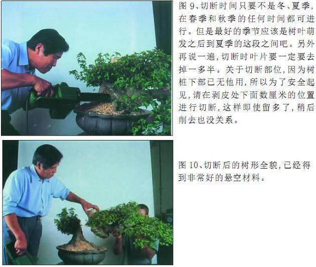 怎么才能制作出怎样一件松柏盆景呢?