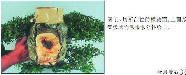 怎么才能制作出怎样一件松柏盆景呢?