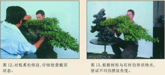 图解 枫树附石盆景怎么制作的16个过程