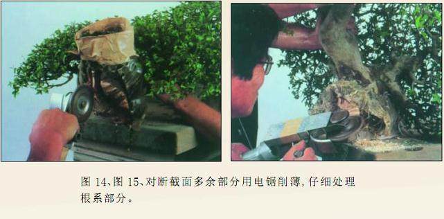 图解 枫树附石盆景怎么制作的16个过程