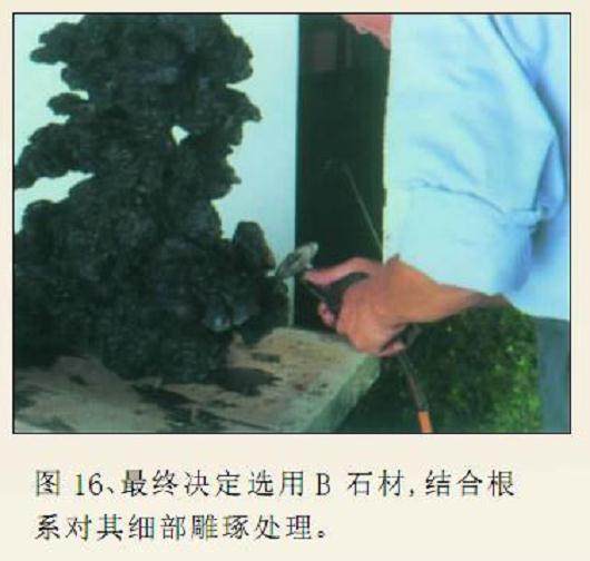 图解 枫树附石盆景怎么制作的16个过程