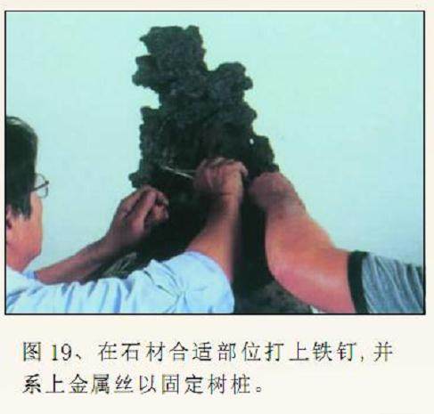 图解 枫树附石盆景怎么制作的16个过程