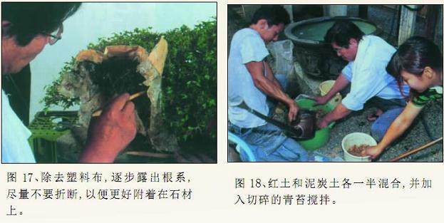 图解 枫树附石盆景怎么制作的16个过程