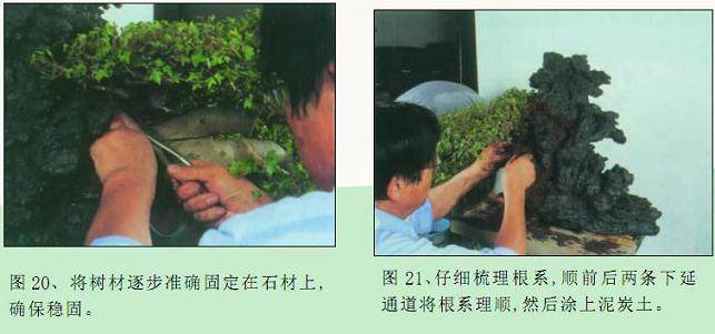 图解 枫树附石盆景怎么制作的16个过程
