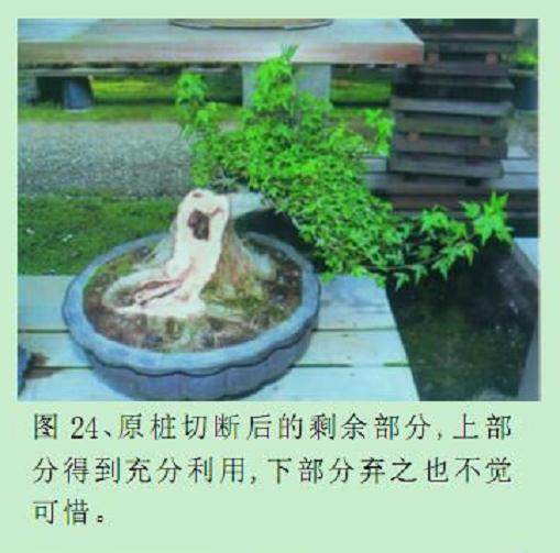 图解 枫树附石盆景怎么制作的16个过程