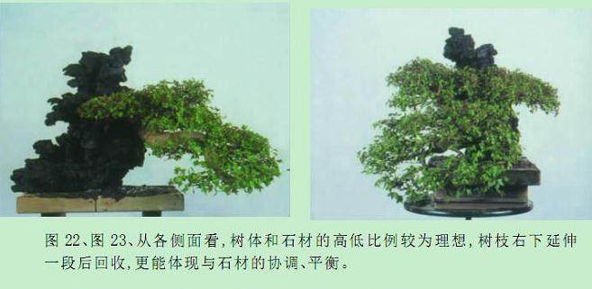 图解 枫树附石盆景怎么制作的16个过程