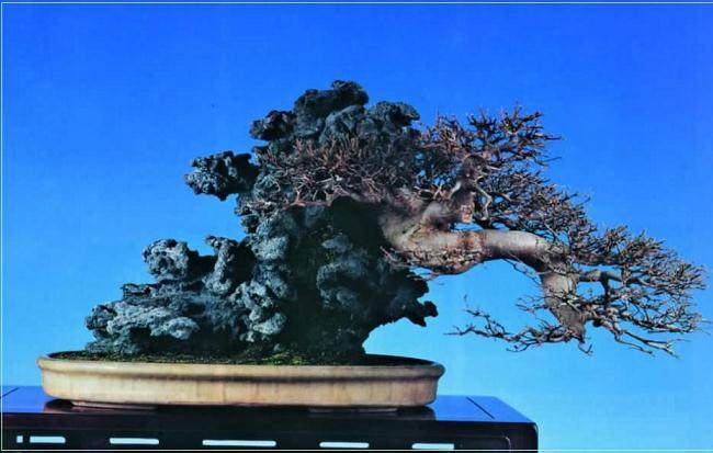图解 枫树附石盆景怎么制作的16个过程