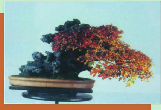 图解 枫树附石盆景怎么制作的16个过程