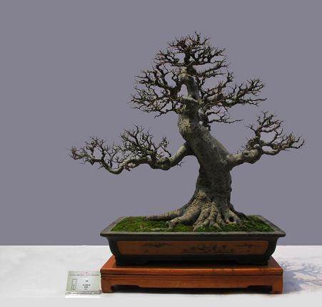 海南澄迈县成立花卉盆景产业协会