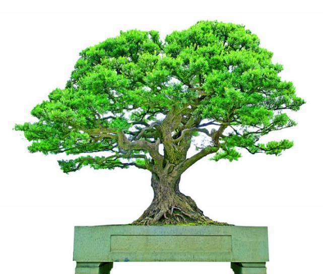 我们来细细欣赏这盆鬼斧神工的黄杨盆景