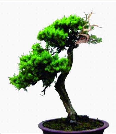 图解 浅淡舍利干在刺柏盆景中怎么运用