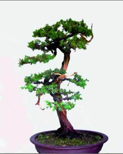 图解 浅淡舍利干在刺柏盆景中怎么运用