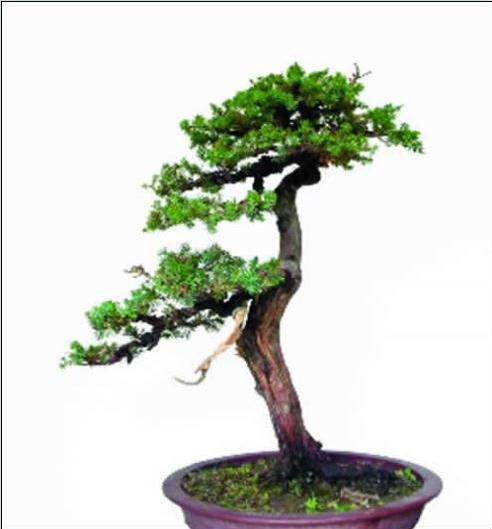 图解 浅淡舍利干在刺柏盆景中怎么运用