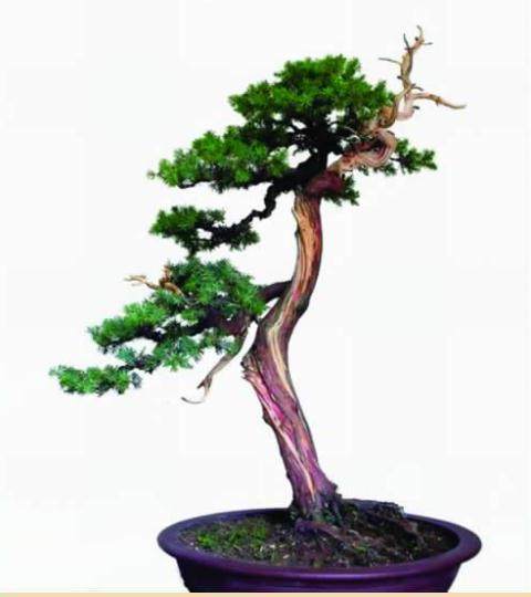 图解 浅淡舍利干在刺柏盆景中怎么运用