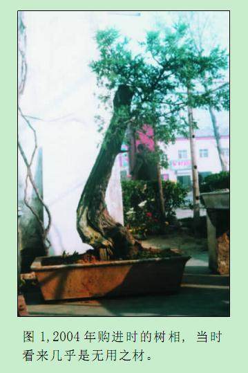 对刺柏盆景的再次制作