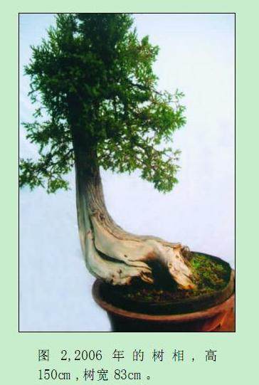 对刺柏盆景的再次制作