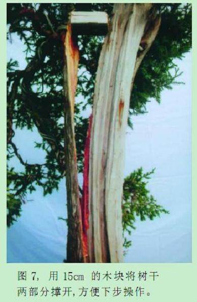 的木块将树干两部分撑开