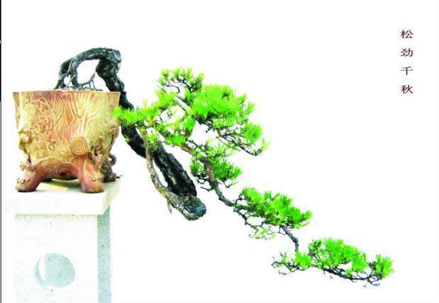 岭南山松盆景应是运用岭南盆景创作的理论与技艺