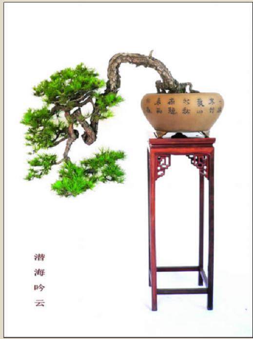 岭南山松盆景应是运用岭南盆景创作的理论与技艺