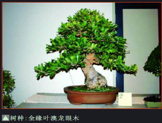 第20届AABC全国盆景展于5月18在墨尔本成功举行