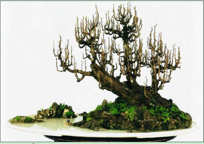 图解 雨林式盆景怎么制作的过程