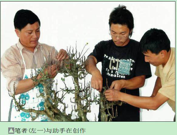 图解 雨林式盆景怎么制作的过程