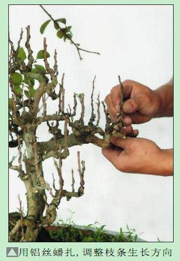 图解 雨林式盆景怎么制作的过程