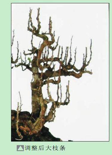 图解 雨林式盆景怎么制作的过程