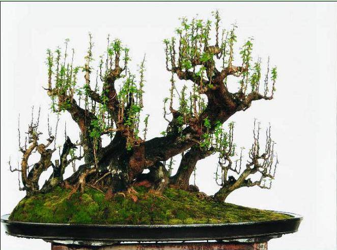 图解 雨林式盆景怎么制作的过程