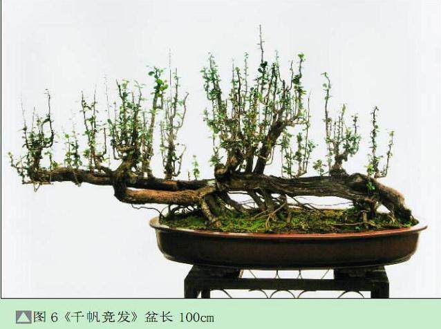 图解 雨林式盆景怎么制作的过程