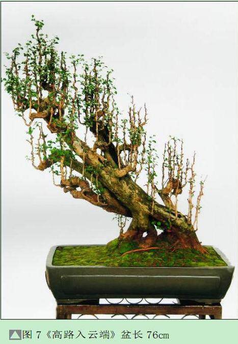 图解 雨林式盆景怎么制作的过程