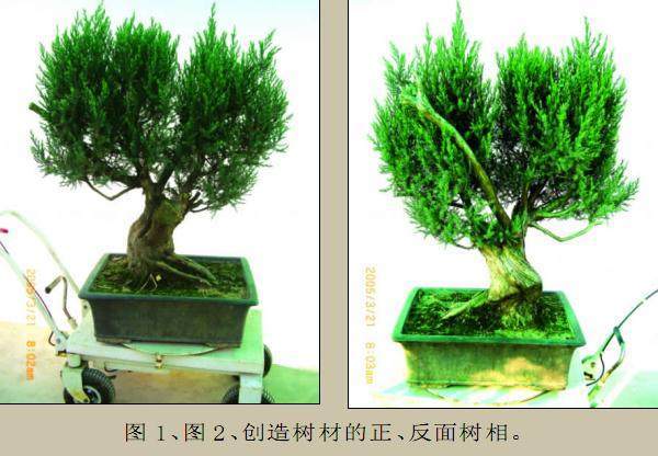 图解 本人对刺柏盆景的初次制作