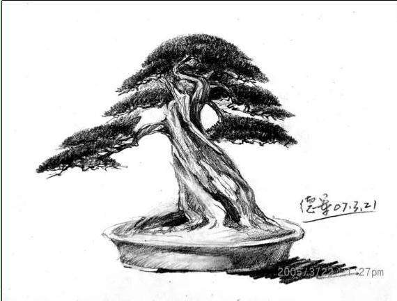 图解 本人对刺柏盆景的初次制作