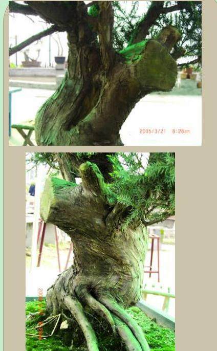 图解 本人对刺柏盆景的初次制作