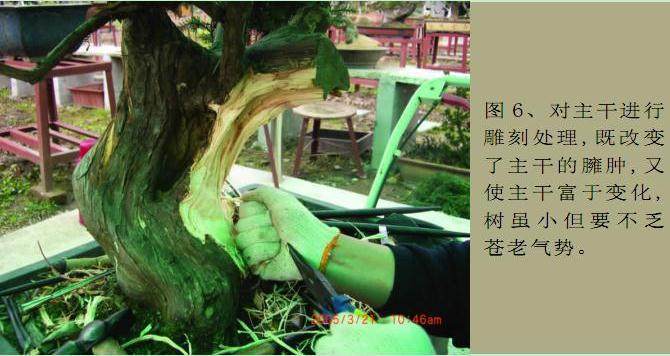 图解 本人对刺柏盆景的初次制作