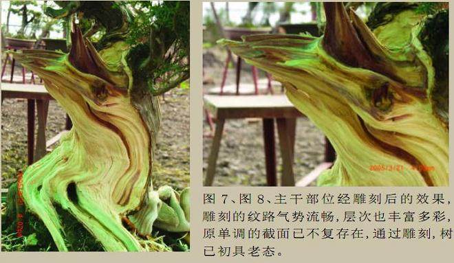 图解 本人对刺柏盆景的初次制作