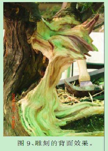 图解 本人对刺柏盆景的初次制作