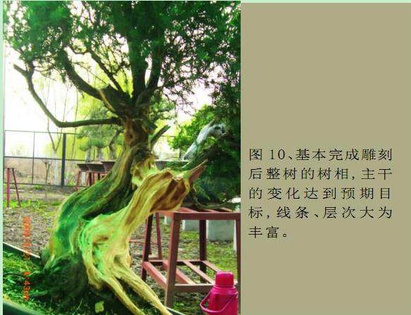 图解 本人对刺柏盆景的初次制作
