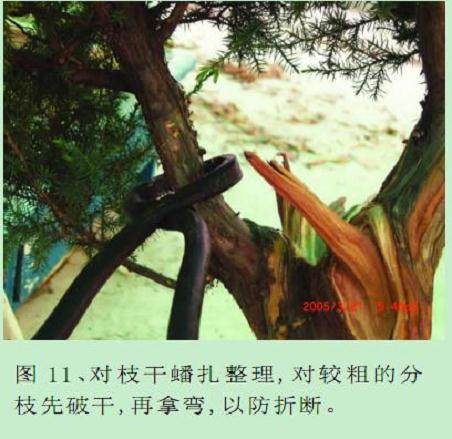 图解 本人对刺柏盆景的初次制作