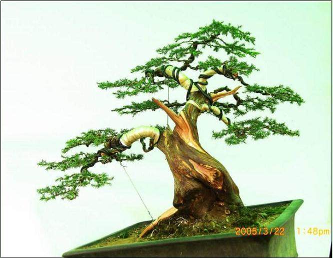 图解 本人对刺柏盆景的初次制作