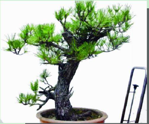 用&ldquo;平中求奇&rdquo;方法来制作一盆盆景