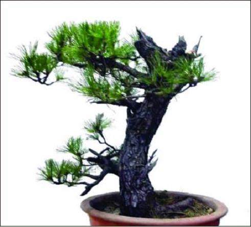 用&ldquo;平中求奇&rdquo;方法来制作一盆盆景