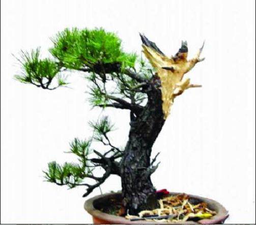 用&ldquo;平中求奇&rdquo;方法来制作一盆盆景