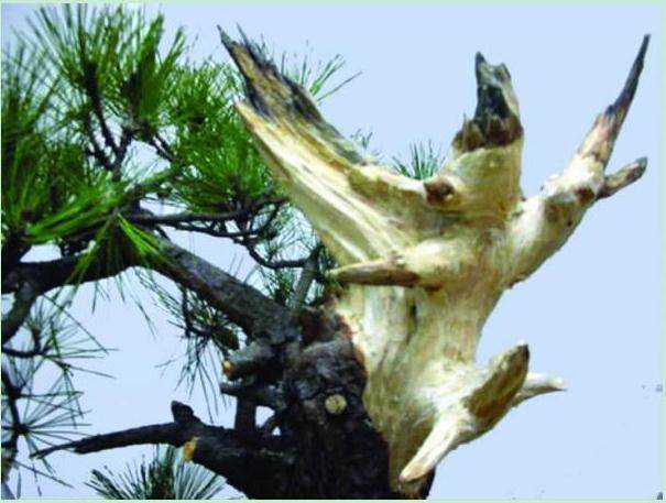 图解 用平中求奇的方法来制作黑松盆景