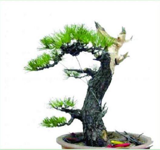 图解 用平中求奇的方法来制作黑松盆景