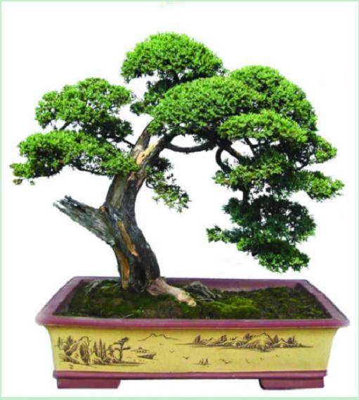 无为县盆景的制作和赏玩是从三十年代开始