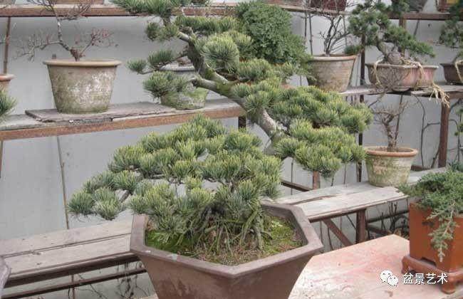 白皮松盆景的造型