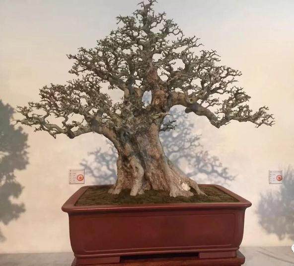 响水姜玮《伟岸》盆景再获金奖